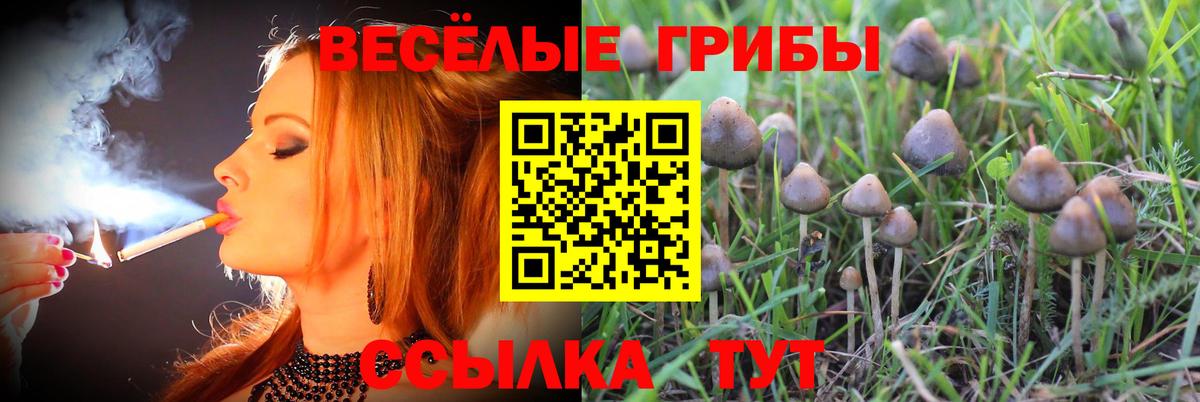 Кизляр  Галлюциногенные грибы мухоморы  закладки  Вход с VPN 